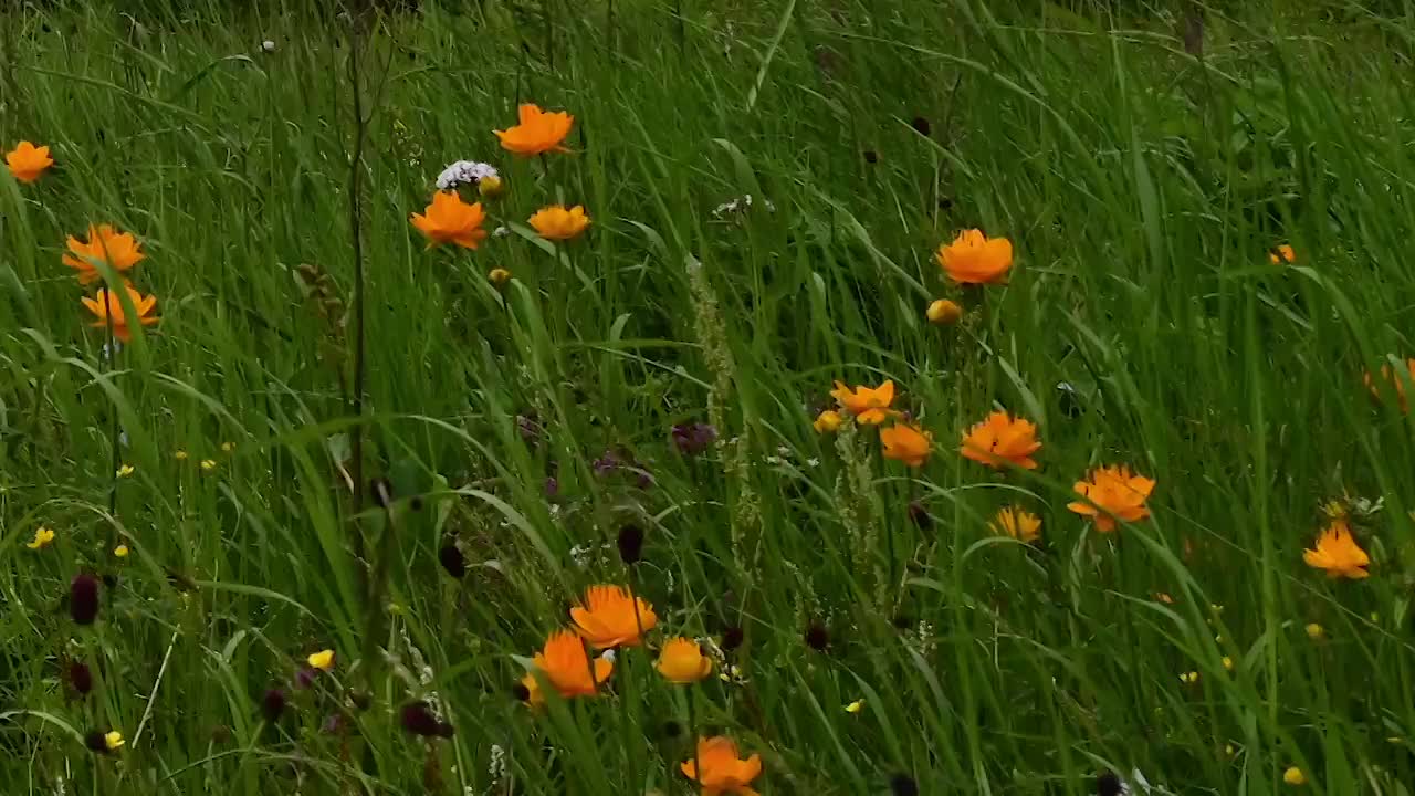 坝上金莲花开视频素材