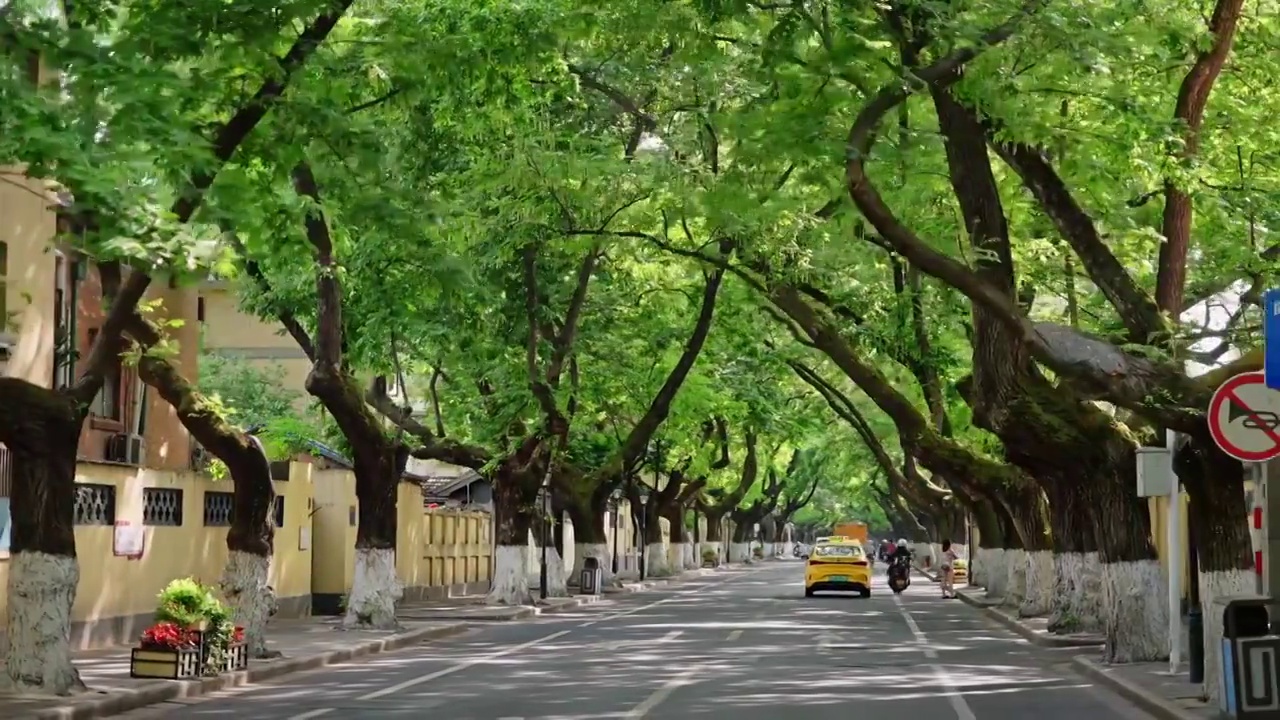 绿树成荫的南京颐和路视频素材