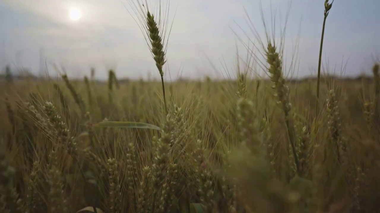 大片的小麦田地视频素材