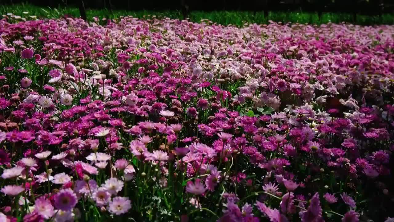 四川省绵阳市户外雏菊视频素材