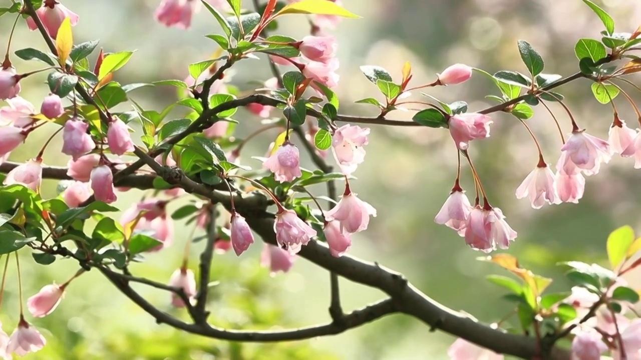 垂丝海棠花视频素材