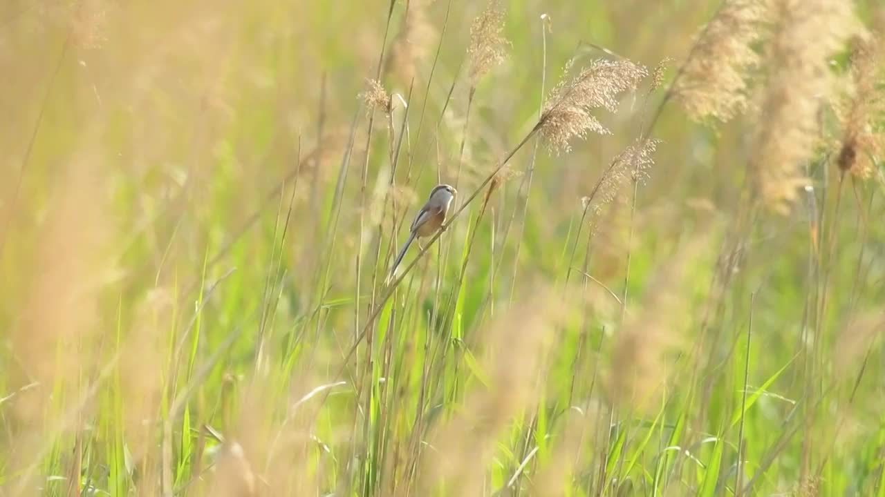 芦苇里的震旦鸦雀视频素材