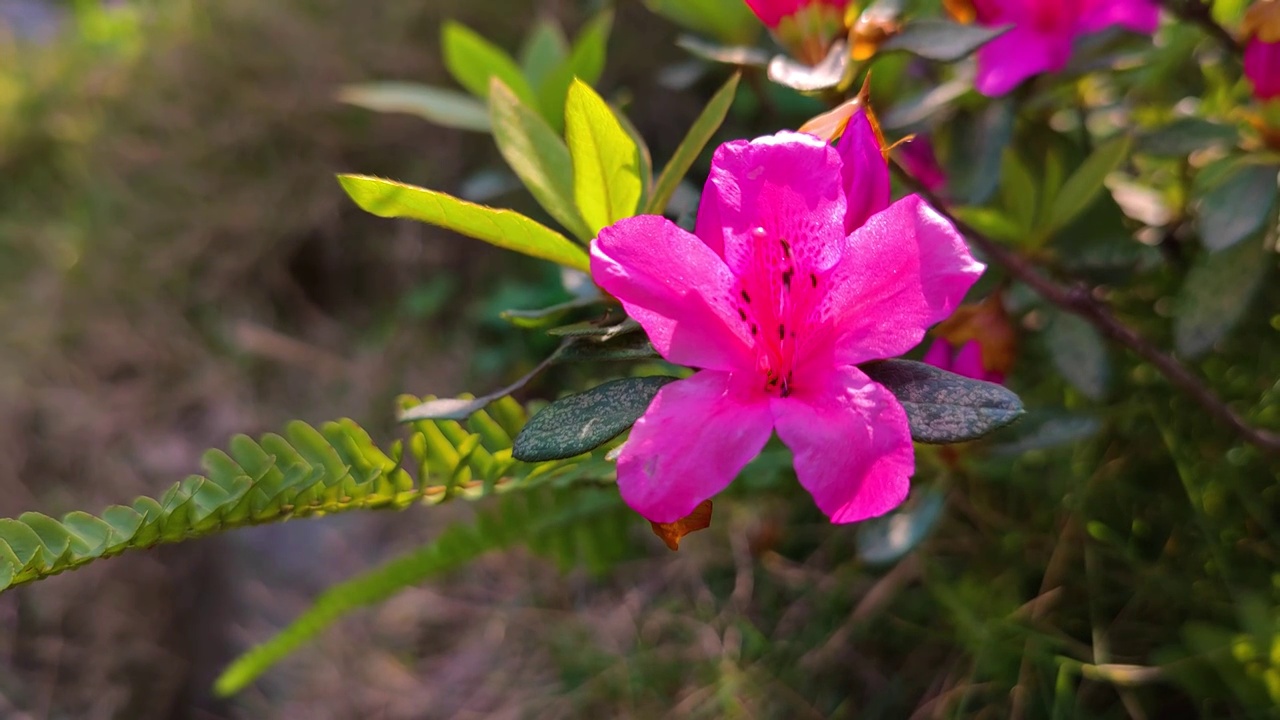 花视频素材