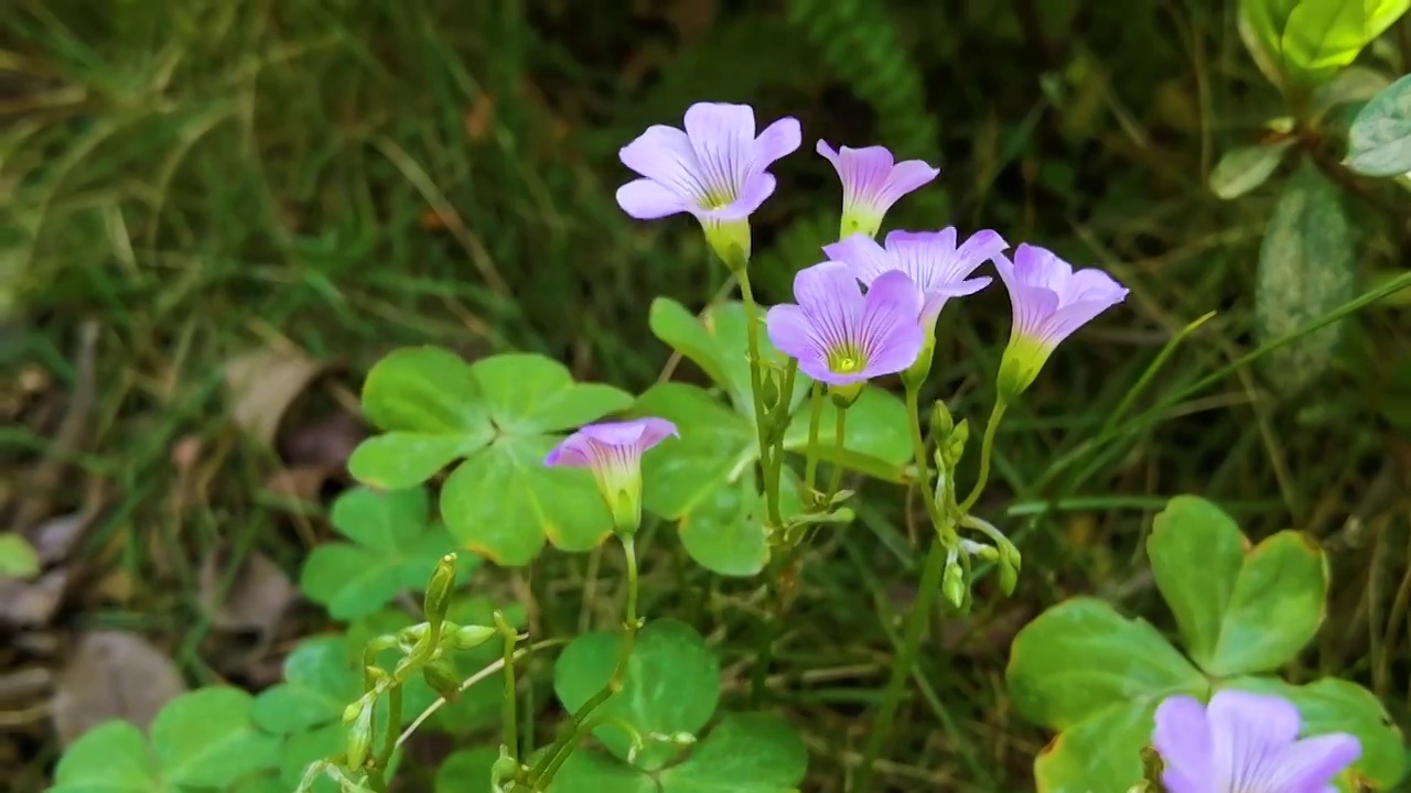 花视频素材