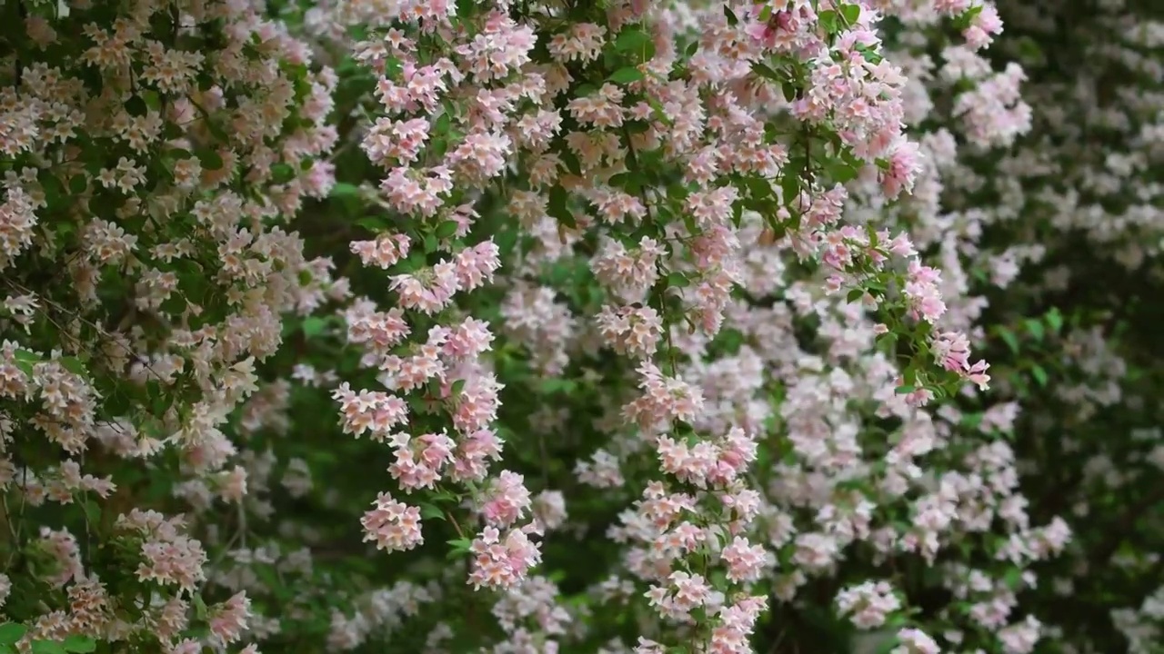 蝟实开花视频素材