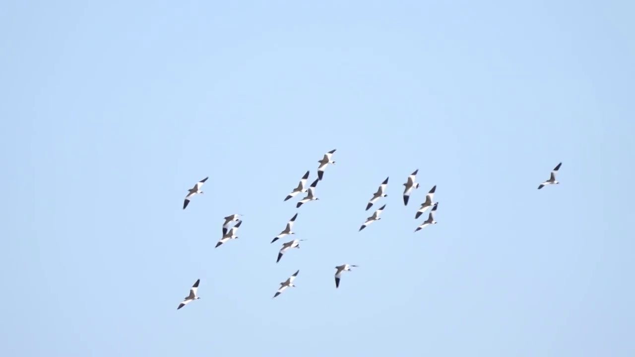 南海子公园水鸟视频素材