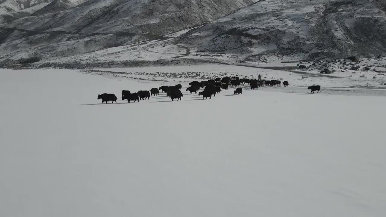 雪白世界视频素材