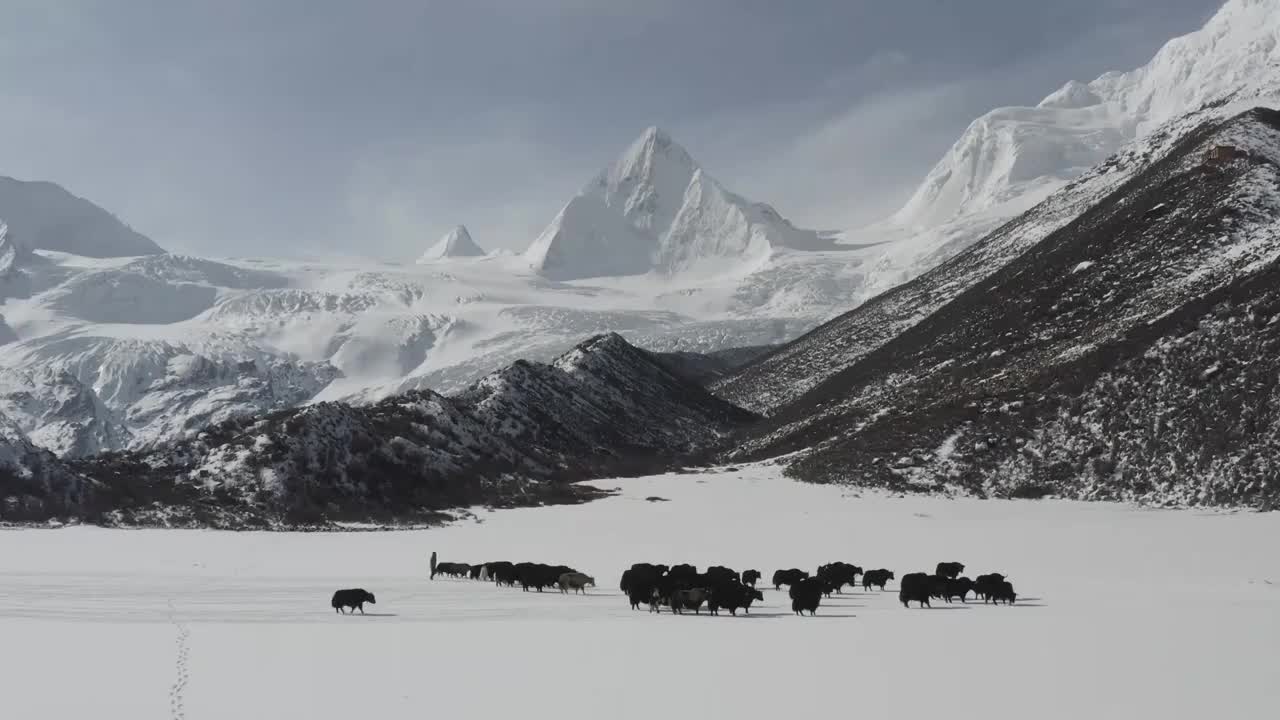 雪白世界视频素材