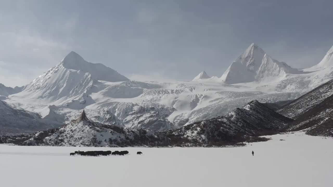 雪白世界视频下载