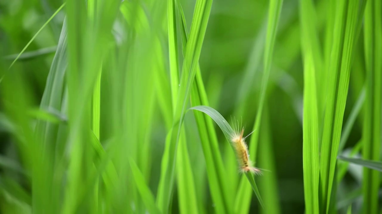 毛毛虫视频素材