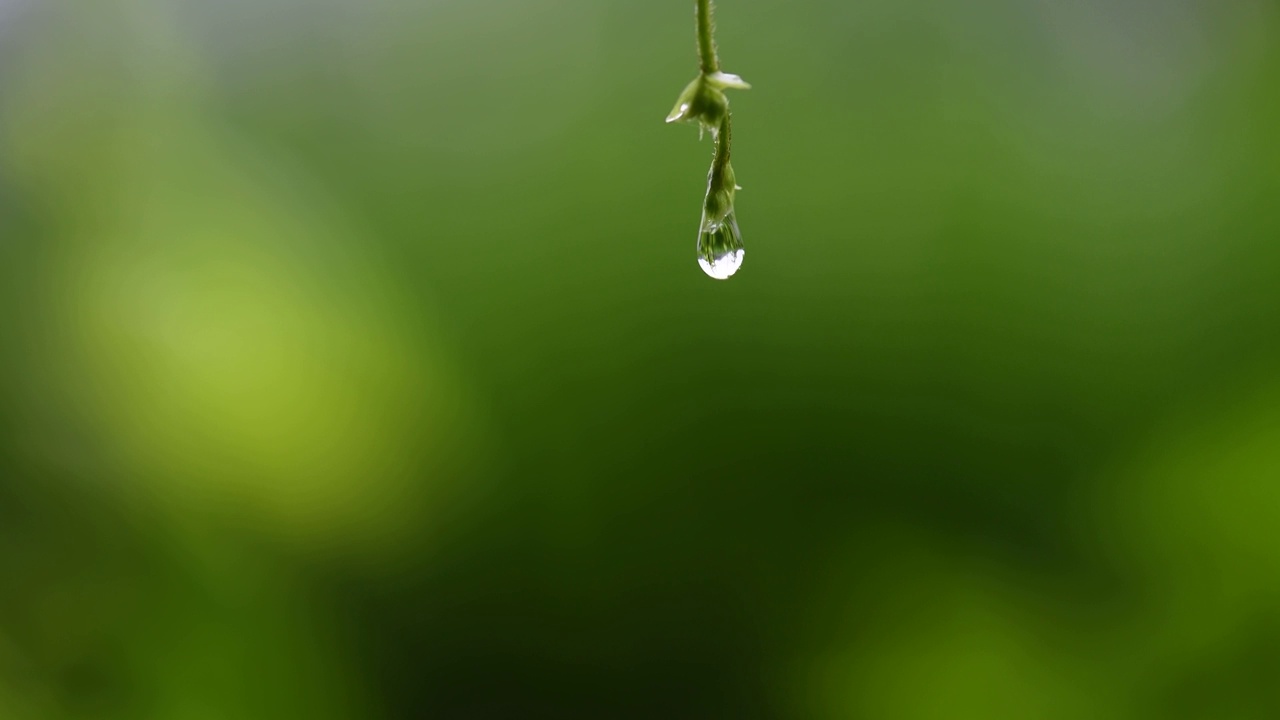 水滴视频素材