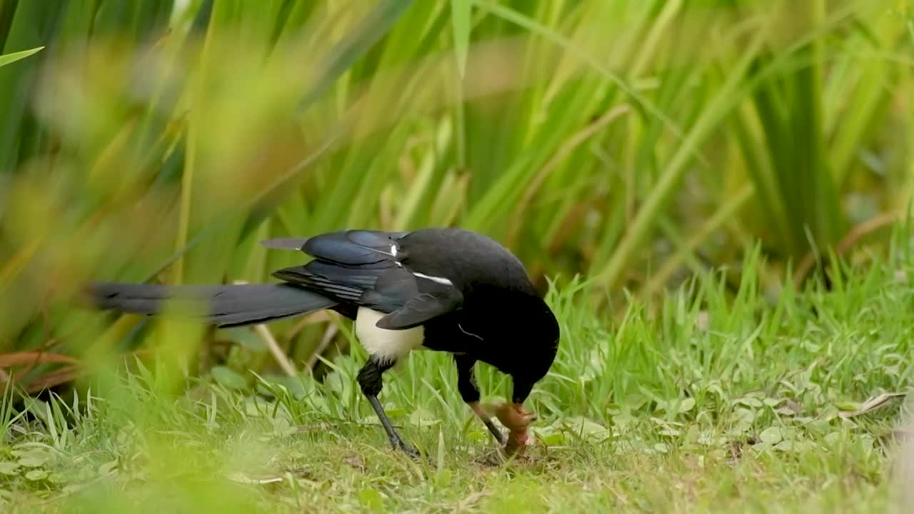 喜鹊抓鱼吃视频素材