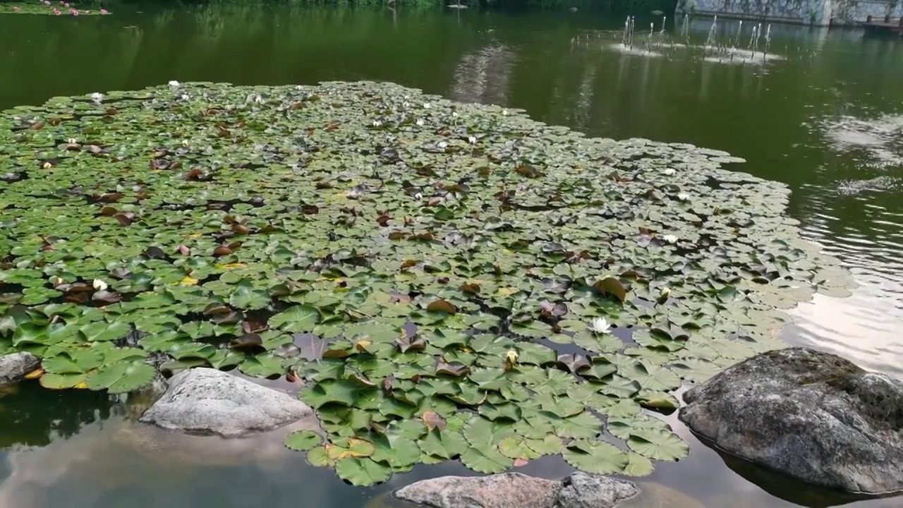 莲塘视频素材