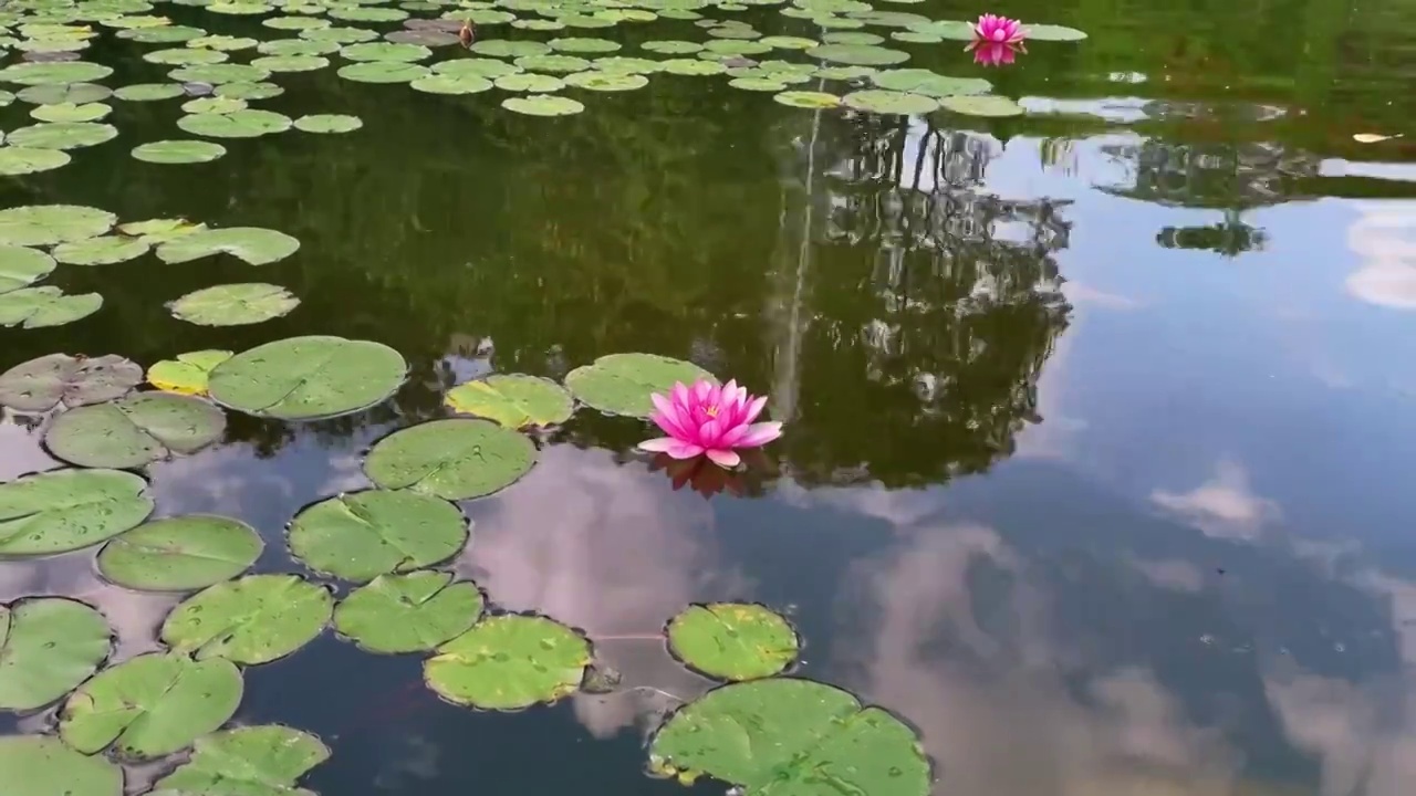 一朵睡莲花开视频素材