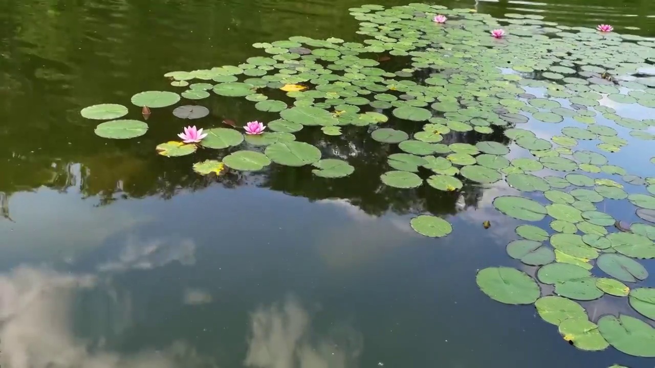 池塘睡莲视频素材