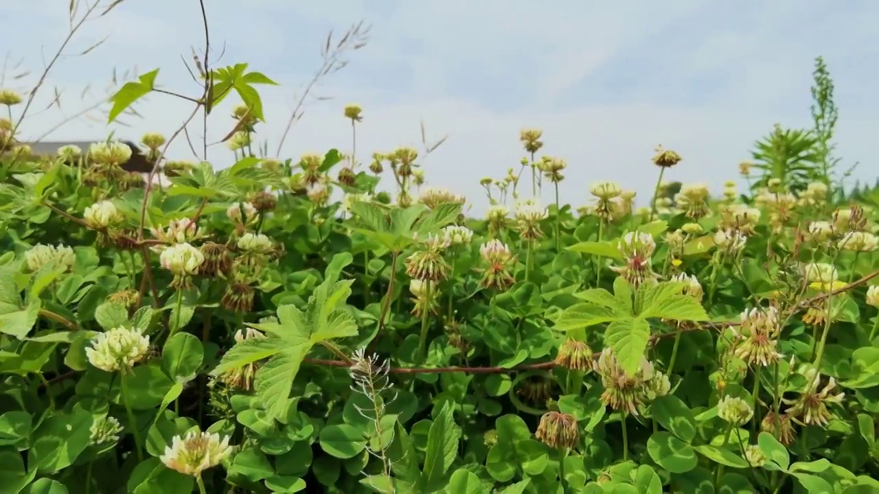 开花植物田园风光视频素材