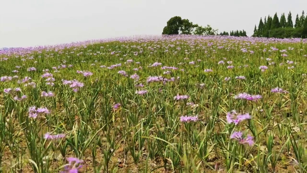 开花植物田园风光视频素材