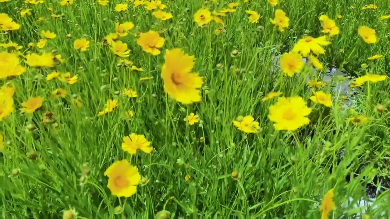 开花植物田园风光视频素材