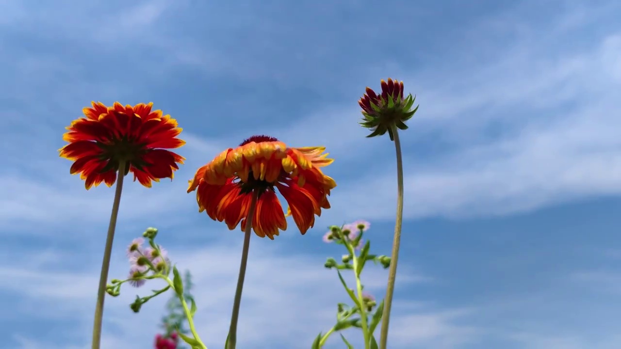 开花植物田园风光视频素材