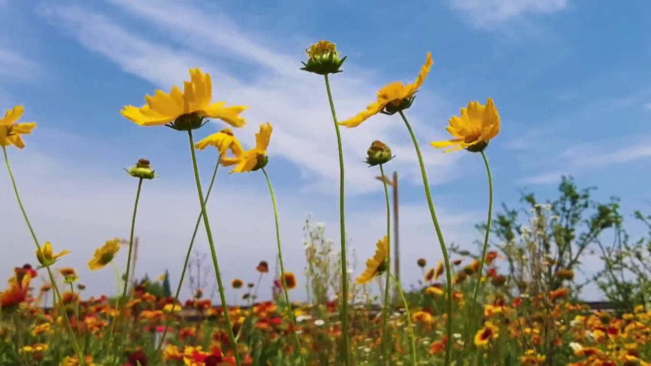 开花植物田园风光视频素材