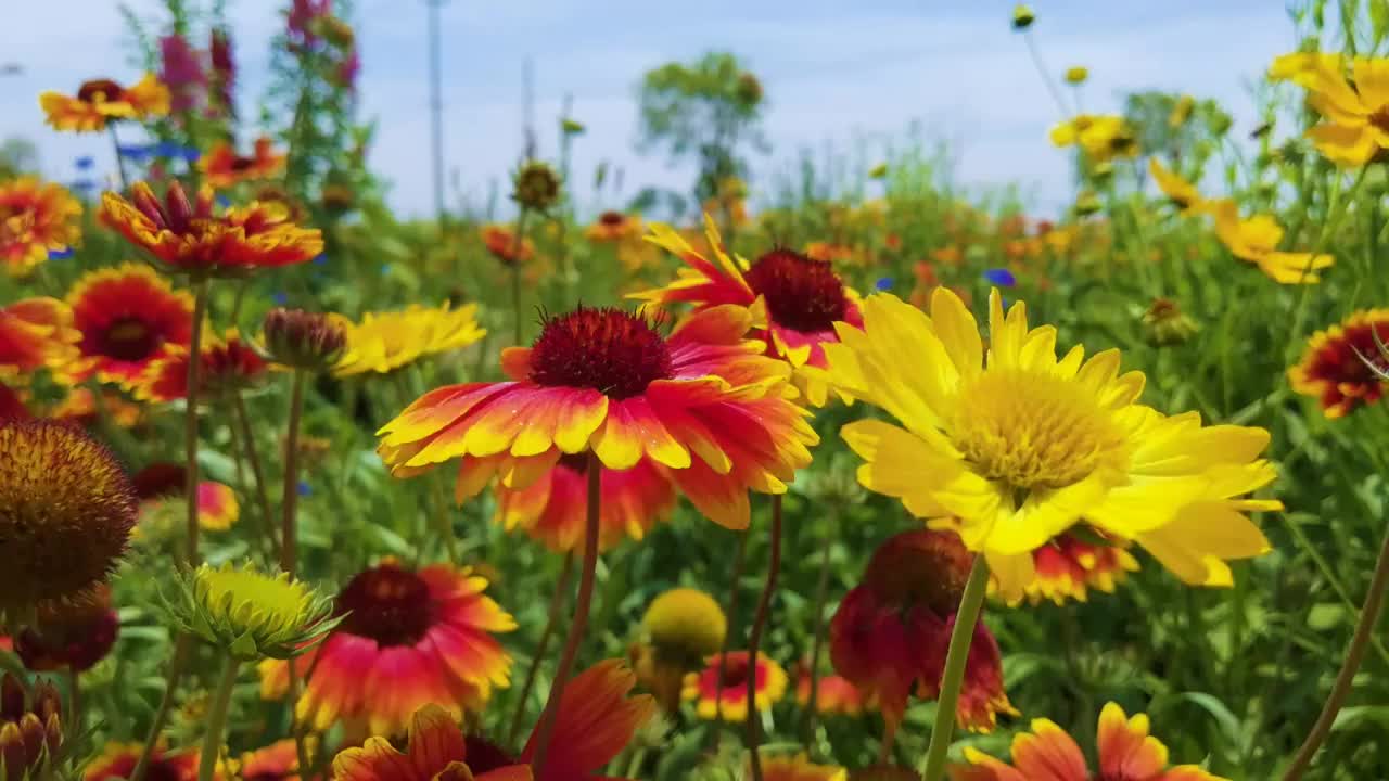 开花植物田园风光视频素材