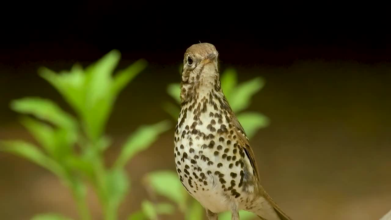 宝兴歌鸫视频素材