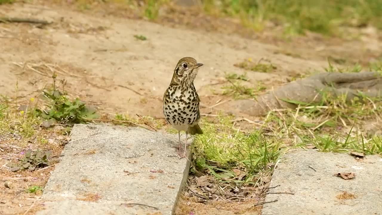 宝兴歌鸫视频素材