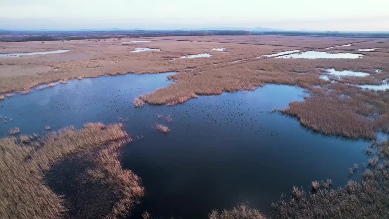 湿地视频素材