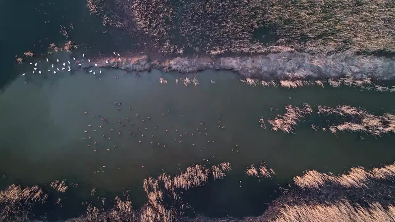 湿地视频素材