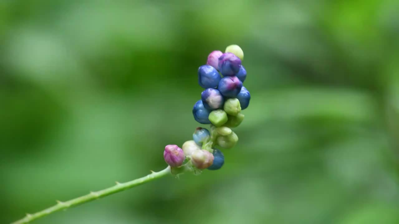 中草药杠板归果子视频素材