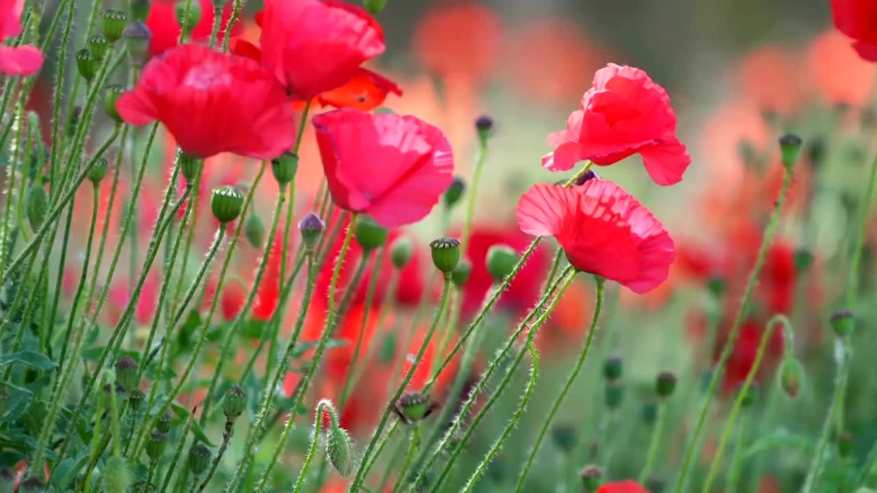 红色虞美人花特写随风飘动蜜蜂视频素材