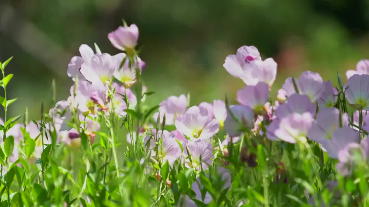 粉色小花随风摇摆特写视频素材