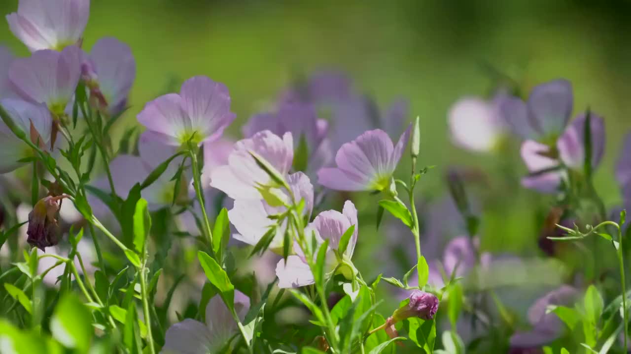 粉色小花随风摇摆特写视频素材