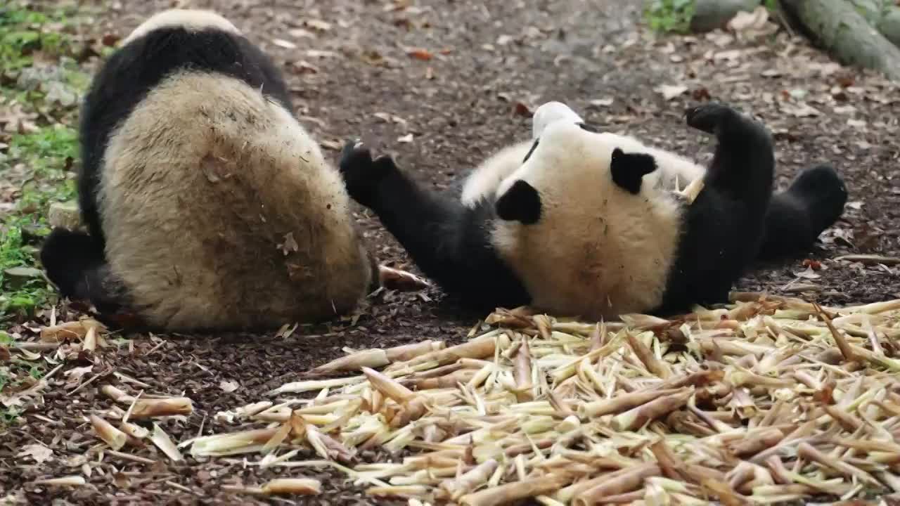 两只熊猫坐在地上吃竹笋视频素材