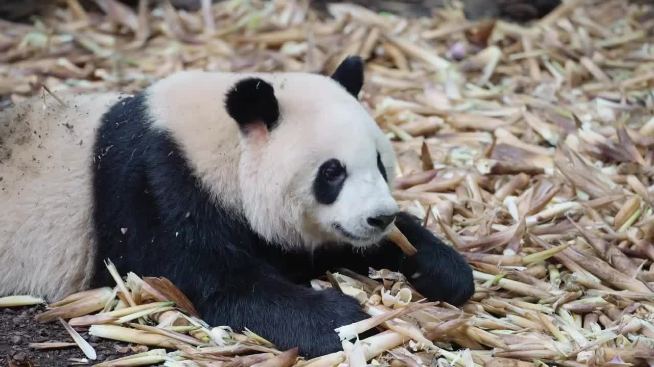 国宝大熊猫在吃竹笋视频素材