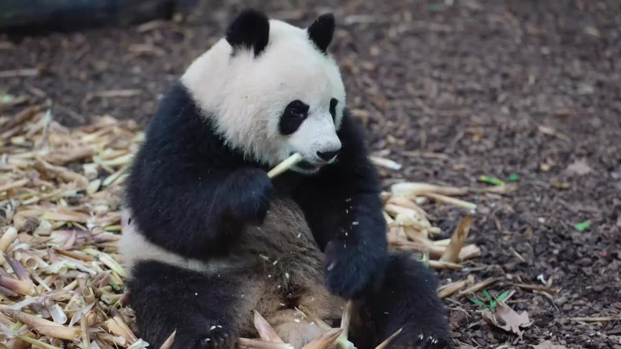 国宝大熊猫在吃竹笋视频素材