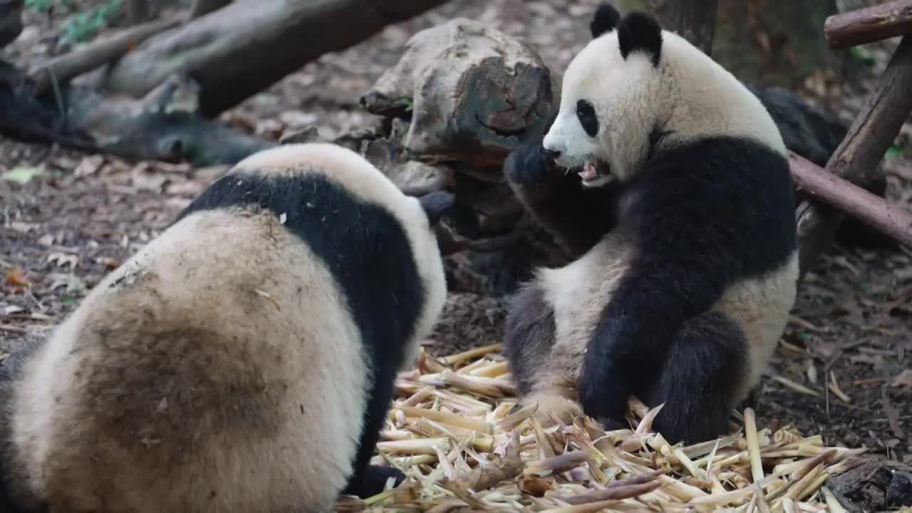 两只熊猫坐在地上吃竹笋视频素材