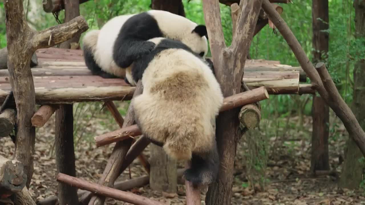 国宝大熊猫在玩耍视频素材