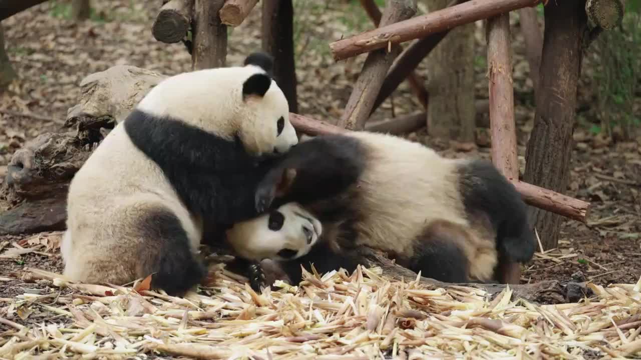 两只熊猫坐在地上吃竹笋视频素材