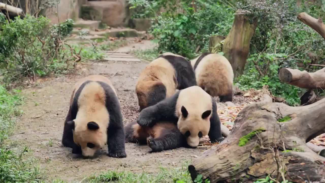 一群可爱的大熊猫坐在地上玩耍视频素材