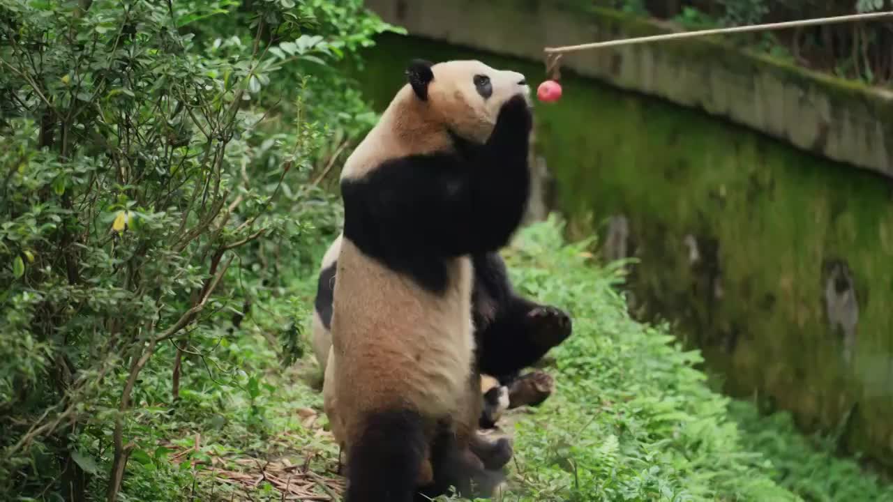 三只可爱的大熊猫从竹竿上取苹果吃 钓猫游戏视频素材