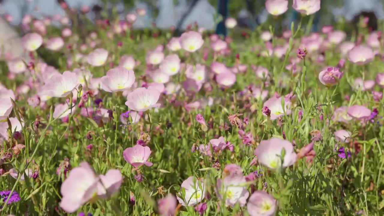 魅力的月见草视频素材