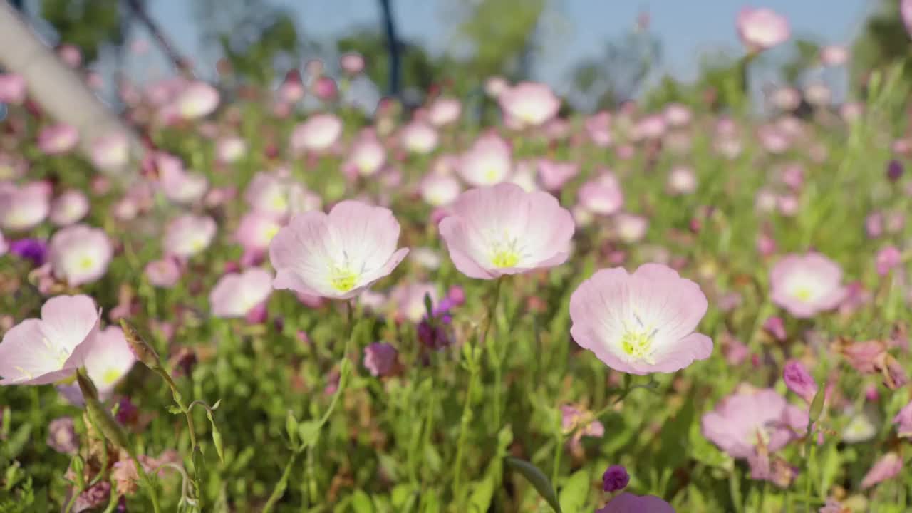 魅力的月见草视频素材