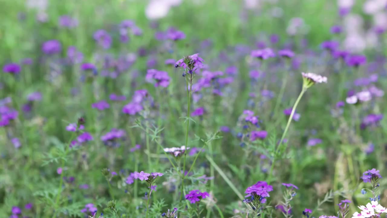 紫色的花藿香蓟视频素材