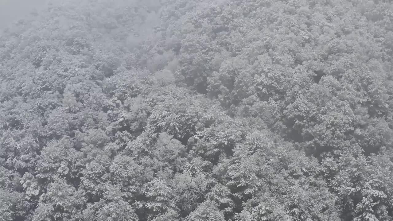 杭州灵应寺雪视频素材