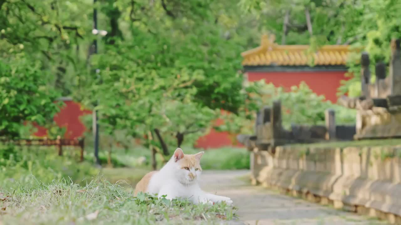 公园里休息的猫视频素材