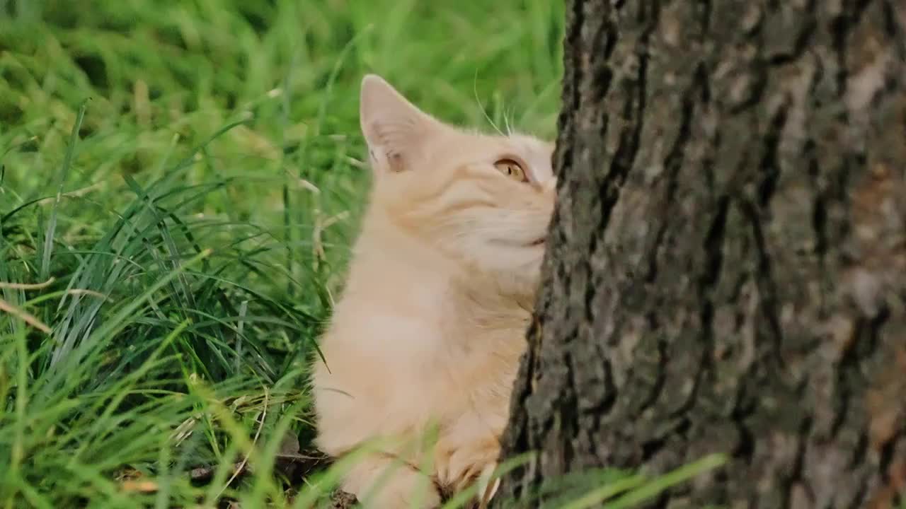 树下橘猫特写视频素材