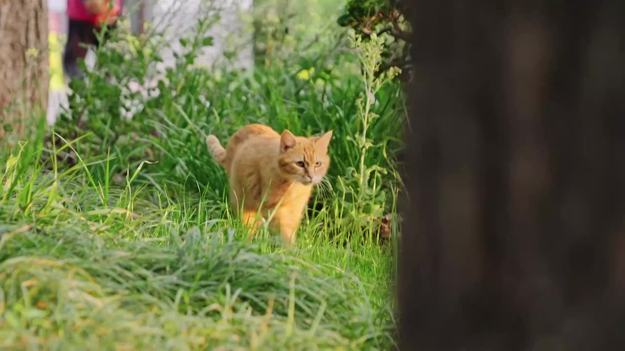 草丛中行走的橘猫视频素材