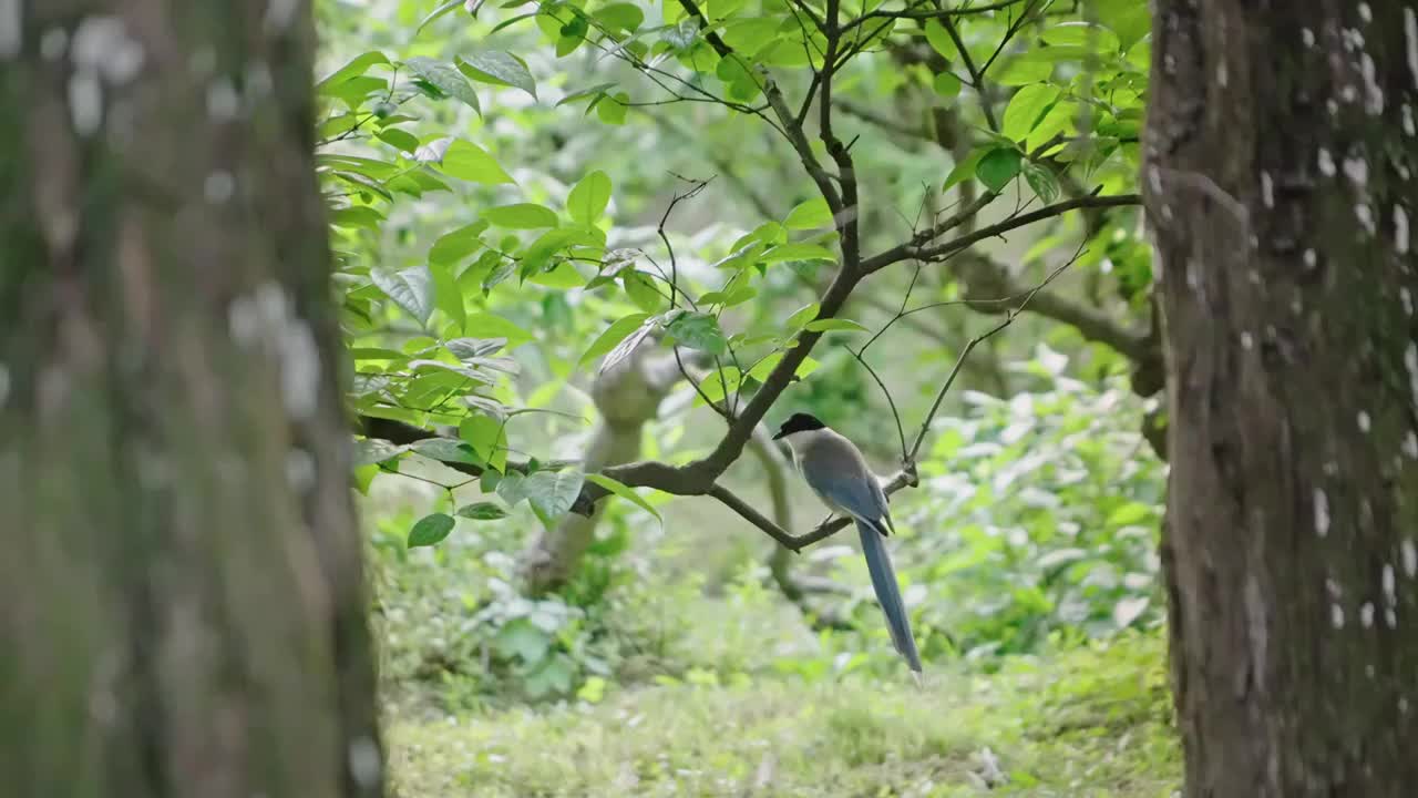 树枝上的喜鹊视频素材