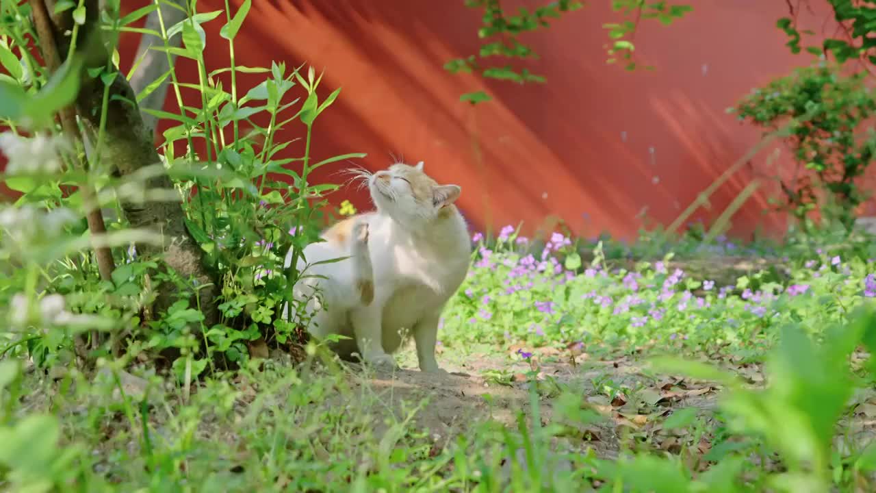 明孝陵花丛中休息的小猫视频素材